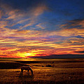 Lone Horse Greenwood County
